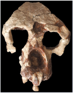 8.7 Ma, Fam­i­ly Ho­mi­ni­dae …(un­de­fin­ed), Gen­us Homininae Anadoluvius Anatolian female cranium anterior